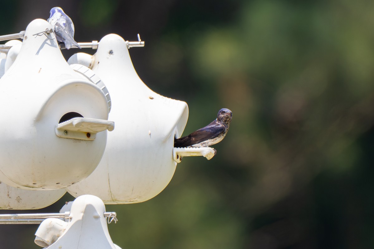 Purple Martin - ML612405710