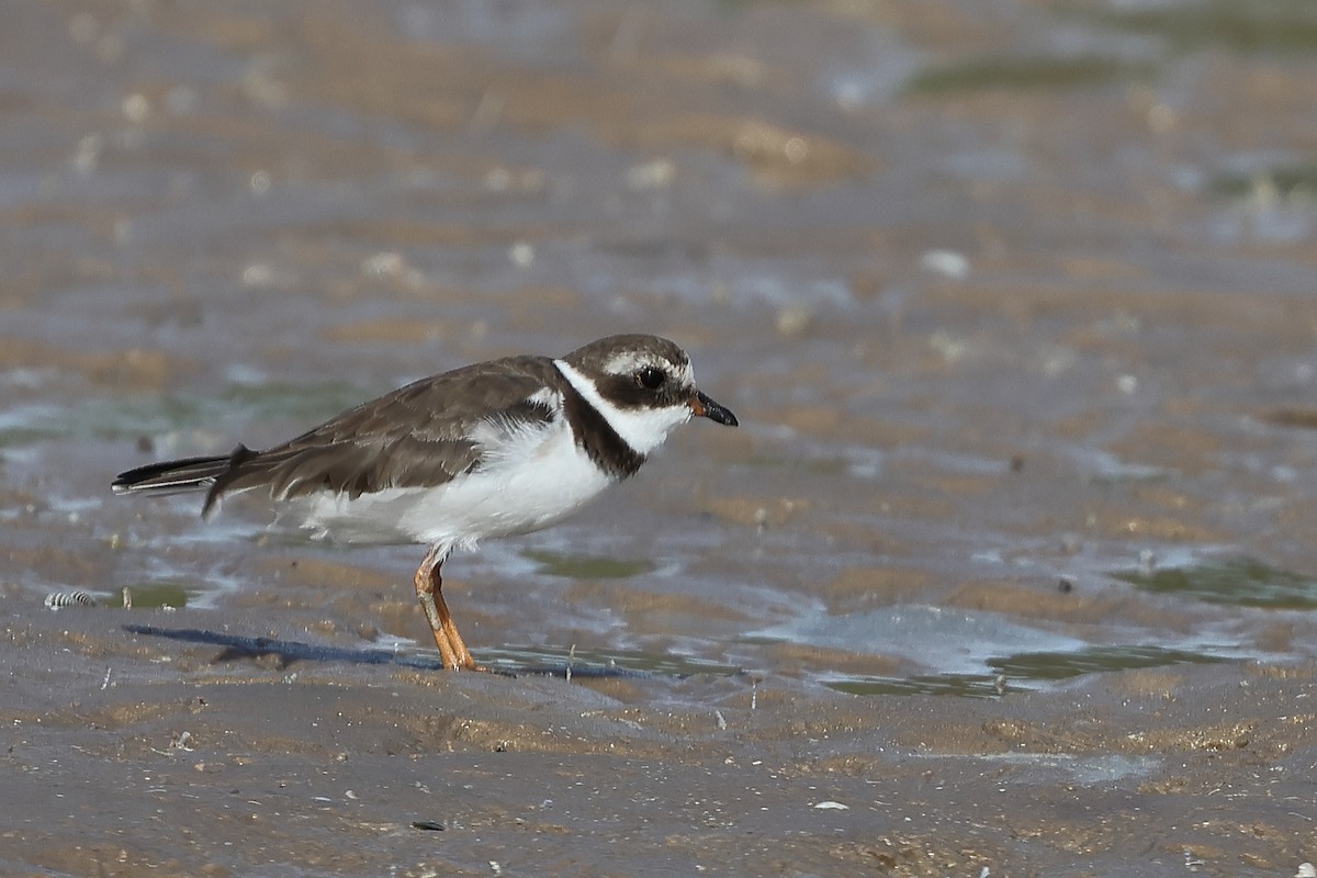 Common Ringed Plover - ML612405786