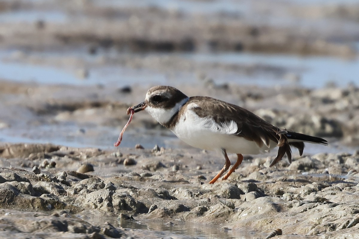 Common Ringed Plover - ML612405787