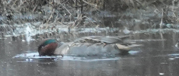 Green-winged Teal - ML612405821