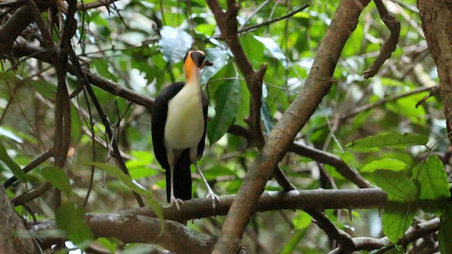 White-necked Rockfowl - ML612405879