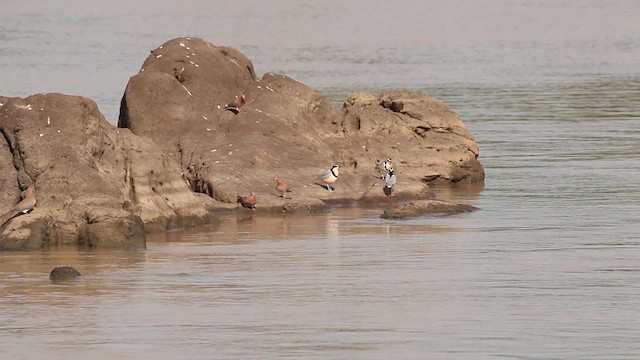 Egyptian Plover - ML612405891