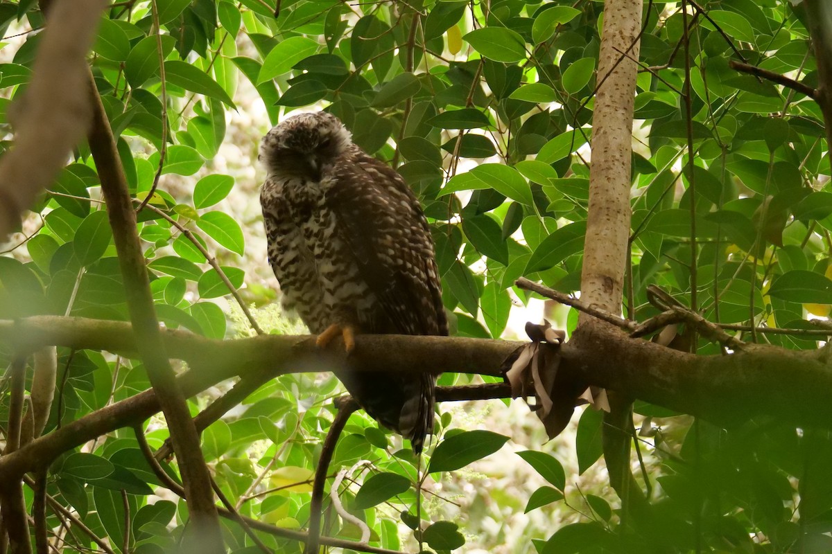 Powerful Owl - Jenny Stiles