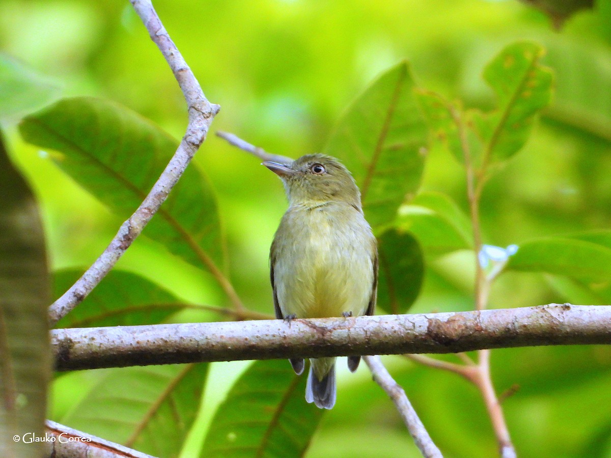 Dwarf Tyrant-Manakin - Glauko Corrêa