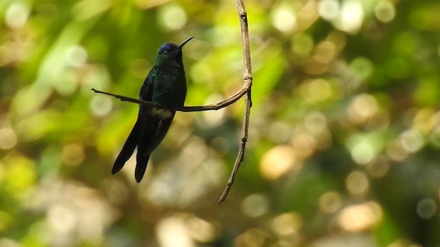 Violet-capped Woodnymph - ML612405965