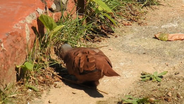 Ruddy Ground Dove - ML612405967