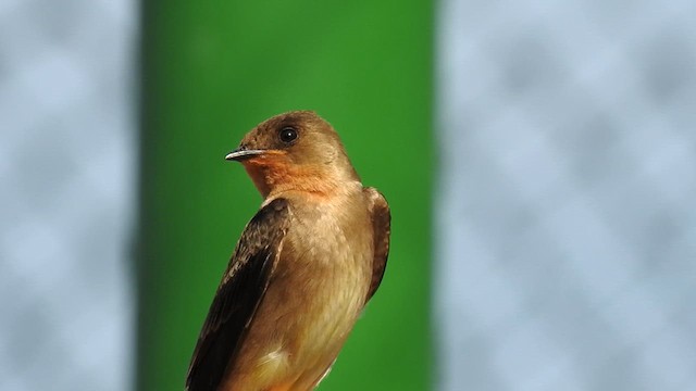 Hirondelle à gorge rousse - ML612405973