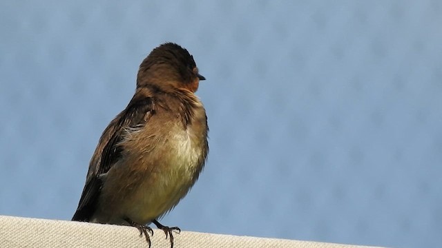 Hirondelle à gorge rousse - ML612405976