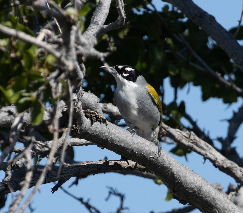 Black-crowned Palm-Tanager - ML612405977