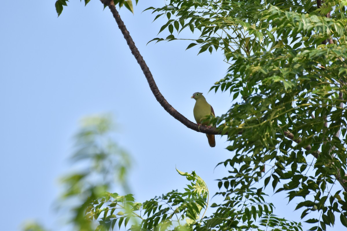 Thick-billed Green-Pigeon - ML612406004