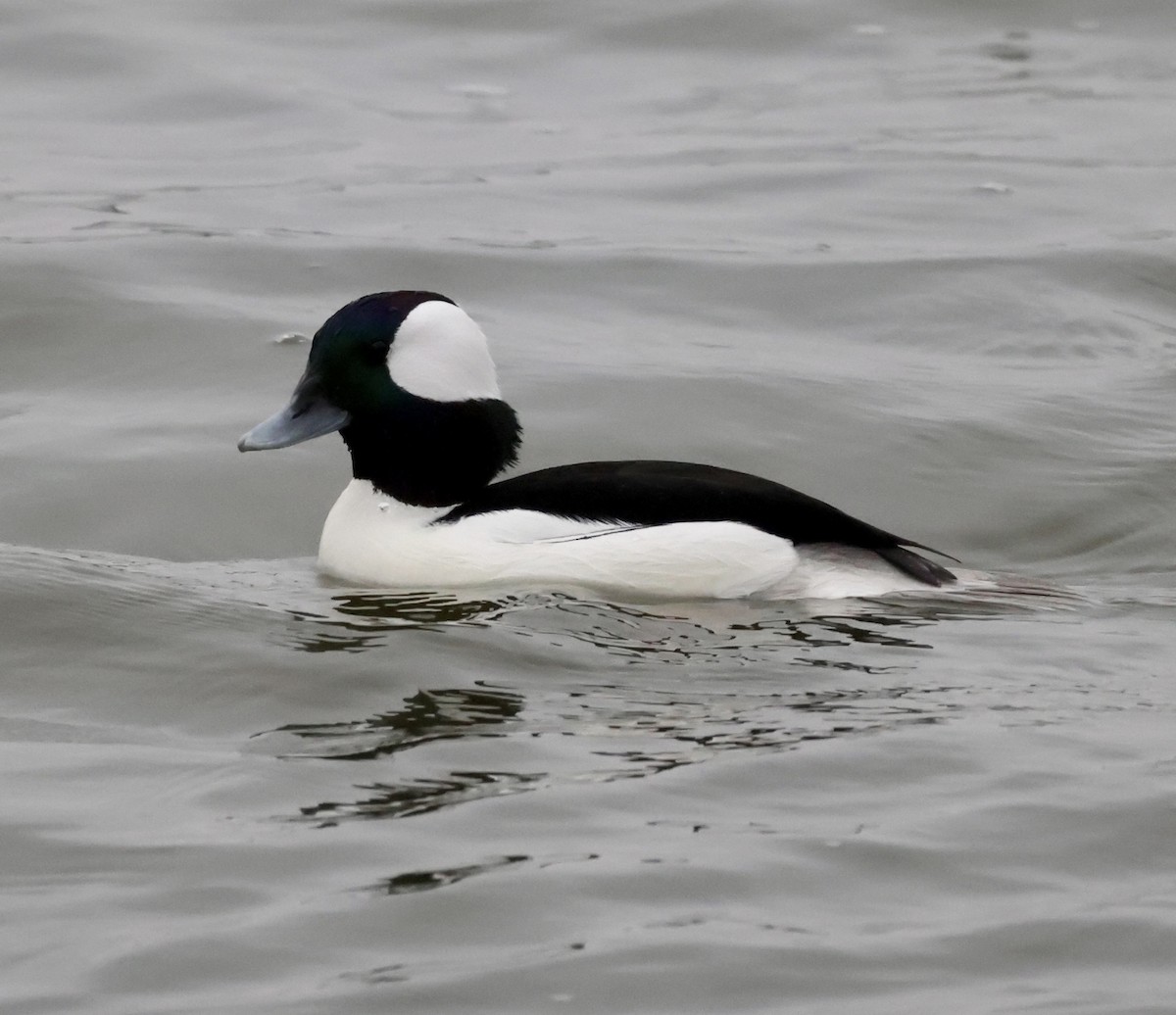 Bufflehead - ML612406078