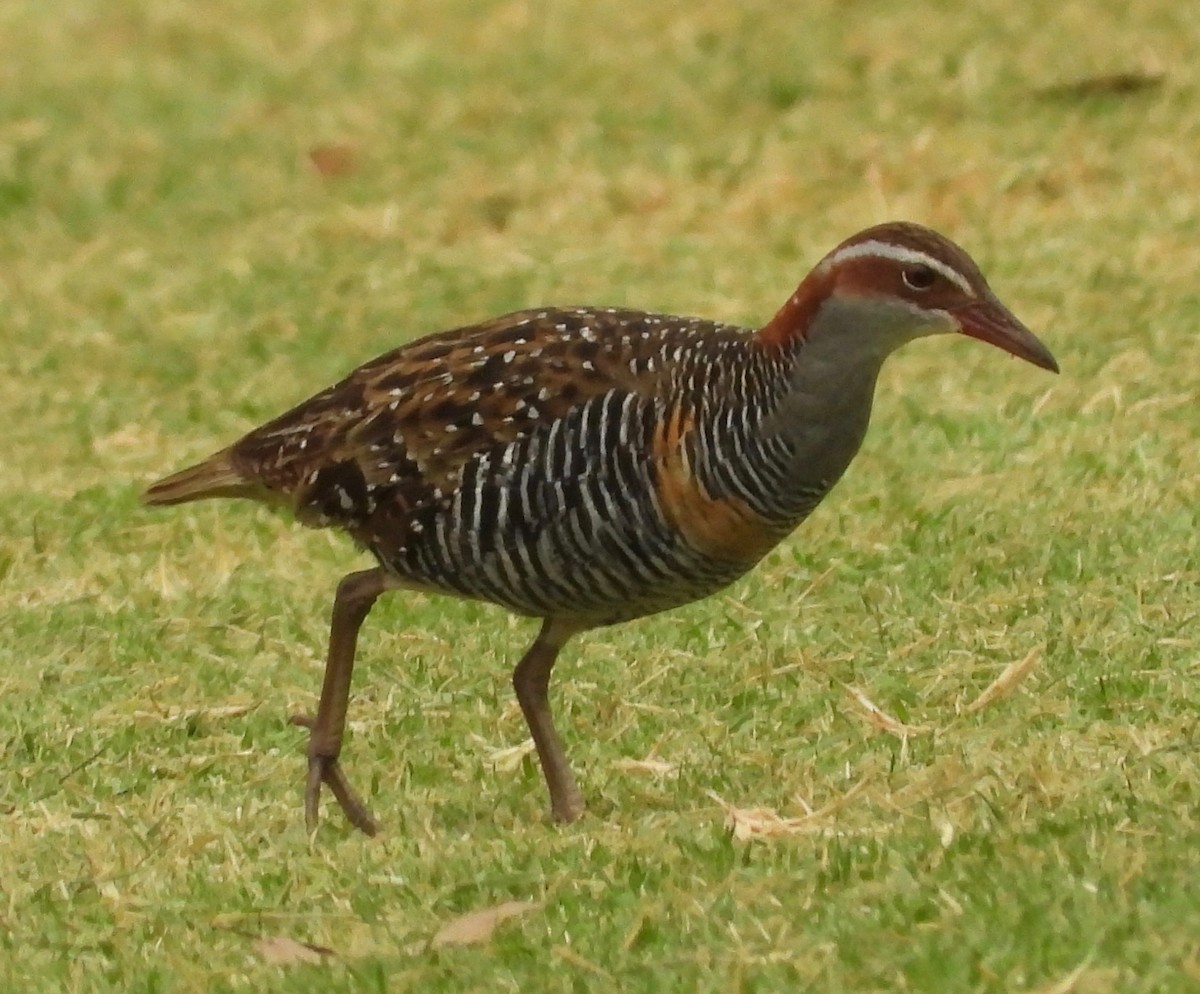 Buff-banded Rail - Ted Elks