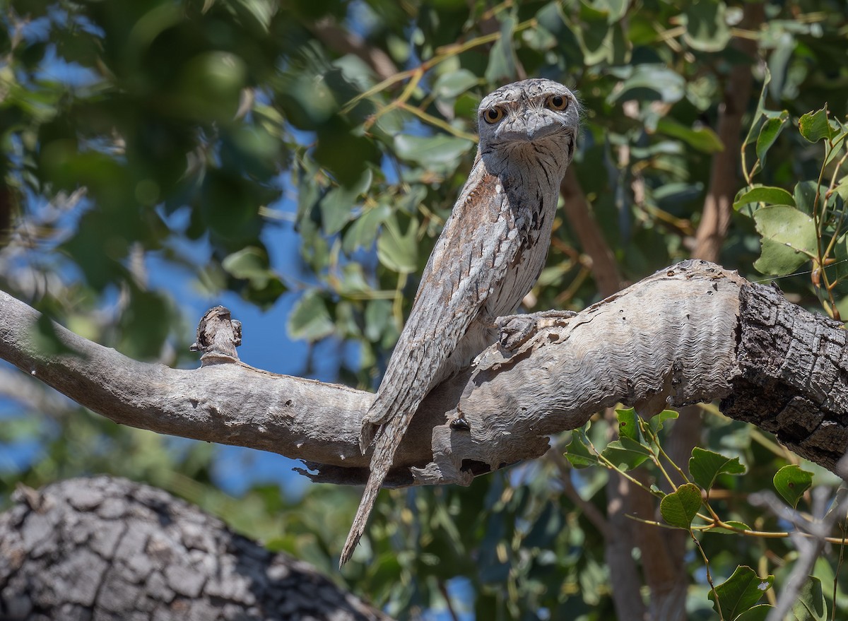 Tawny Frogmouth - Philip Griffin