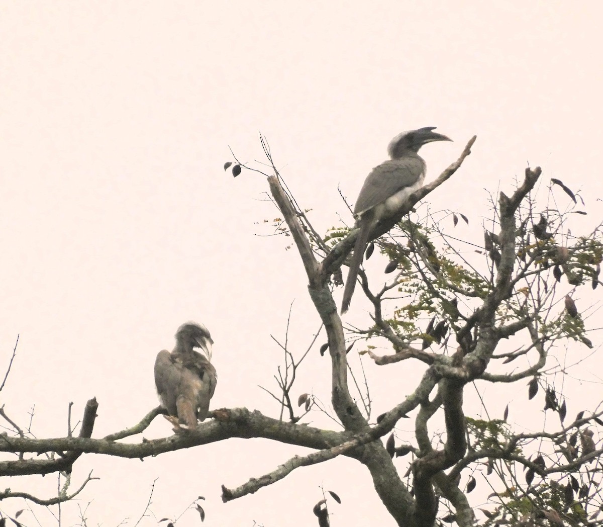 Indian Gray Hornbill - ML612406166