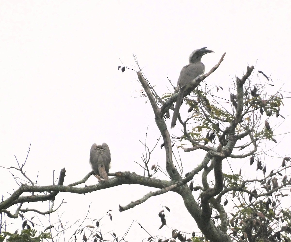 Indian Gray Hornbill - ML612406167