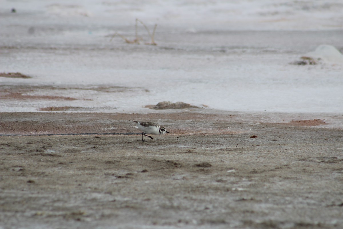 Snowy Plover - Sara Alcalá Jiménez