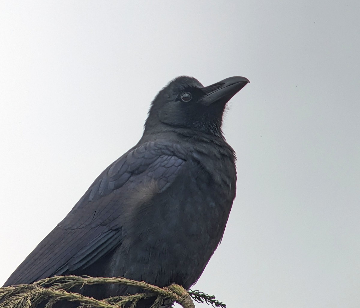 Large-billed Crow (Large-billed) - ML612406177