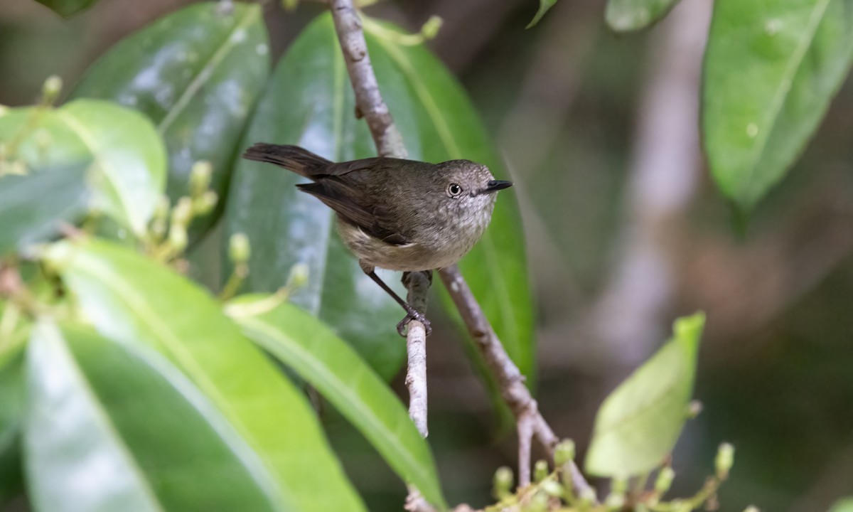 Mountain Thornbill - ML612406197