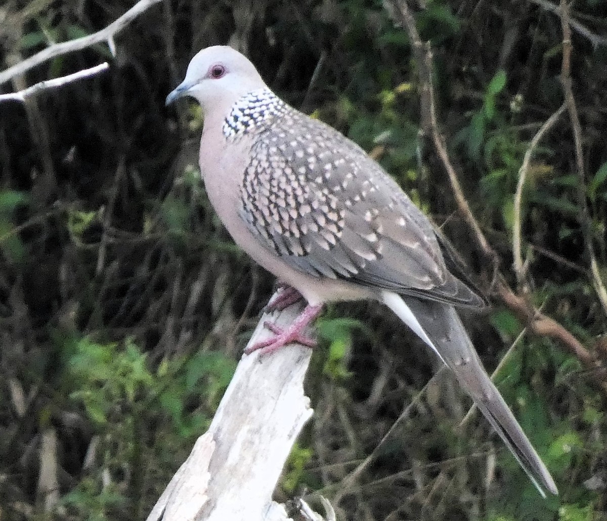 Spotted Dove - ML612406198