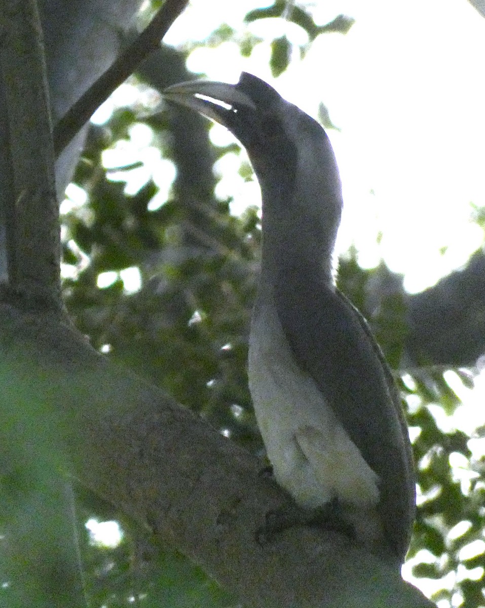 Indian Gray Hornbill - Santharam V