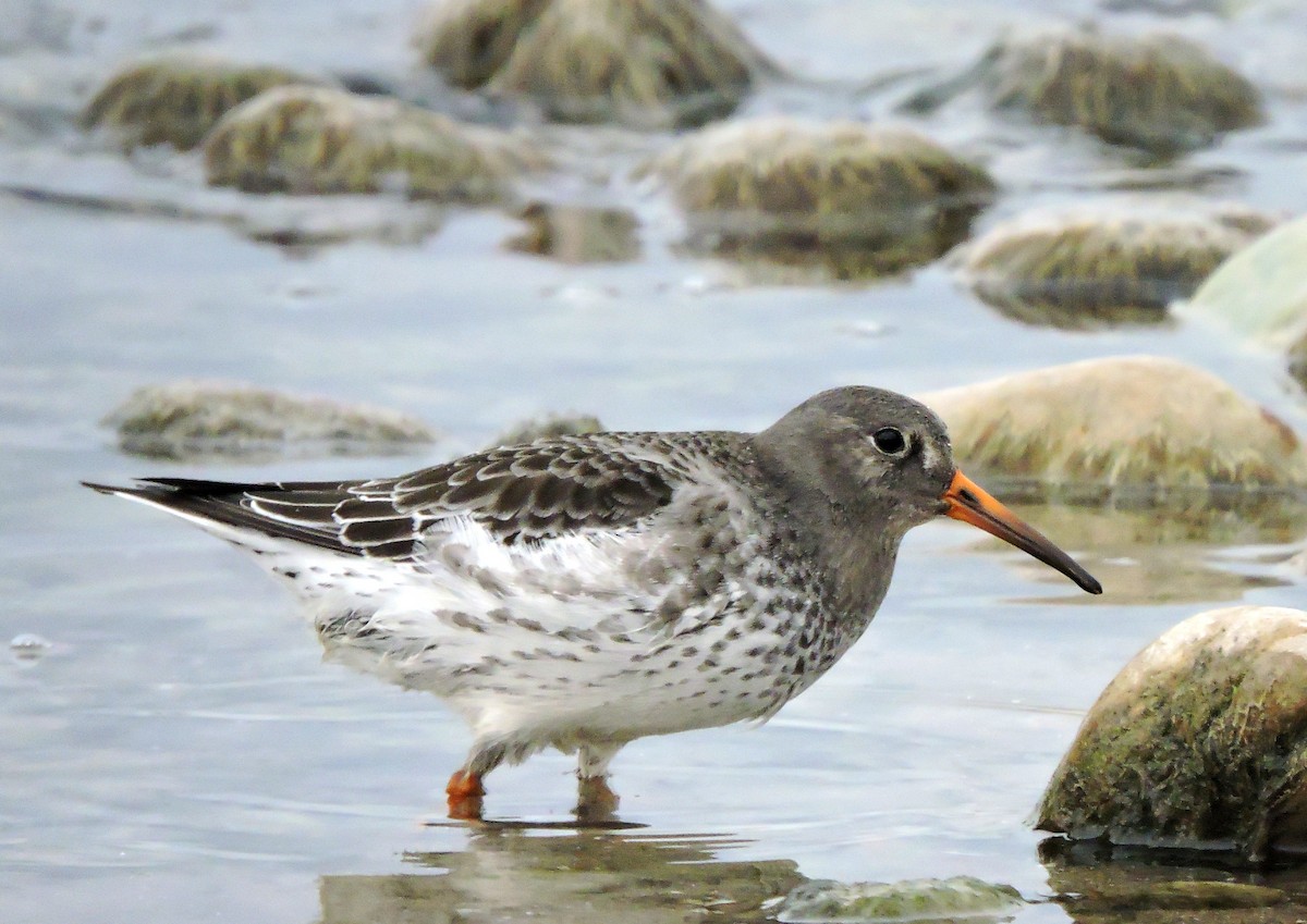 Purple Sandpiper - ML612406288