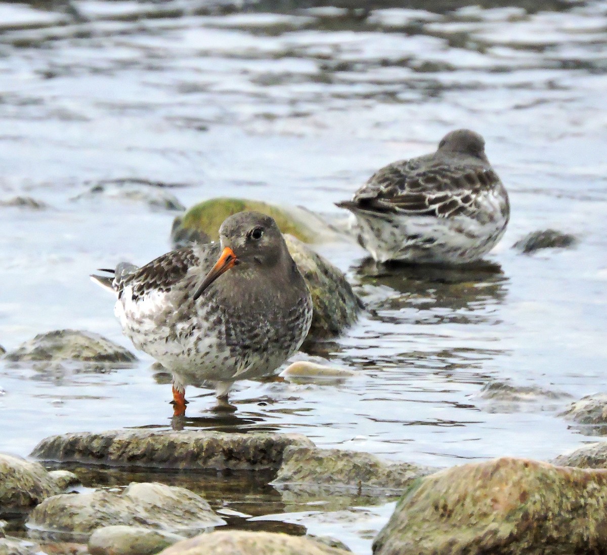 Purple Sandpiper - ML612406297