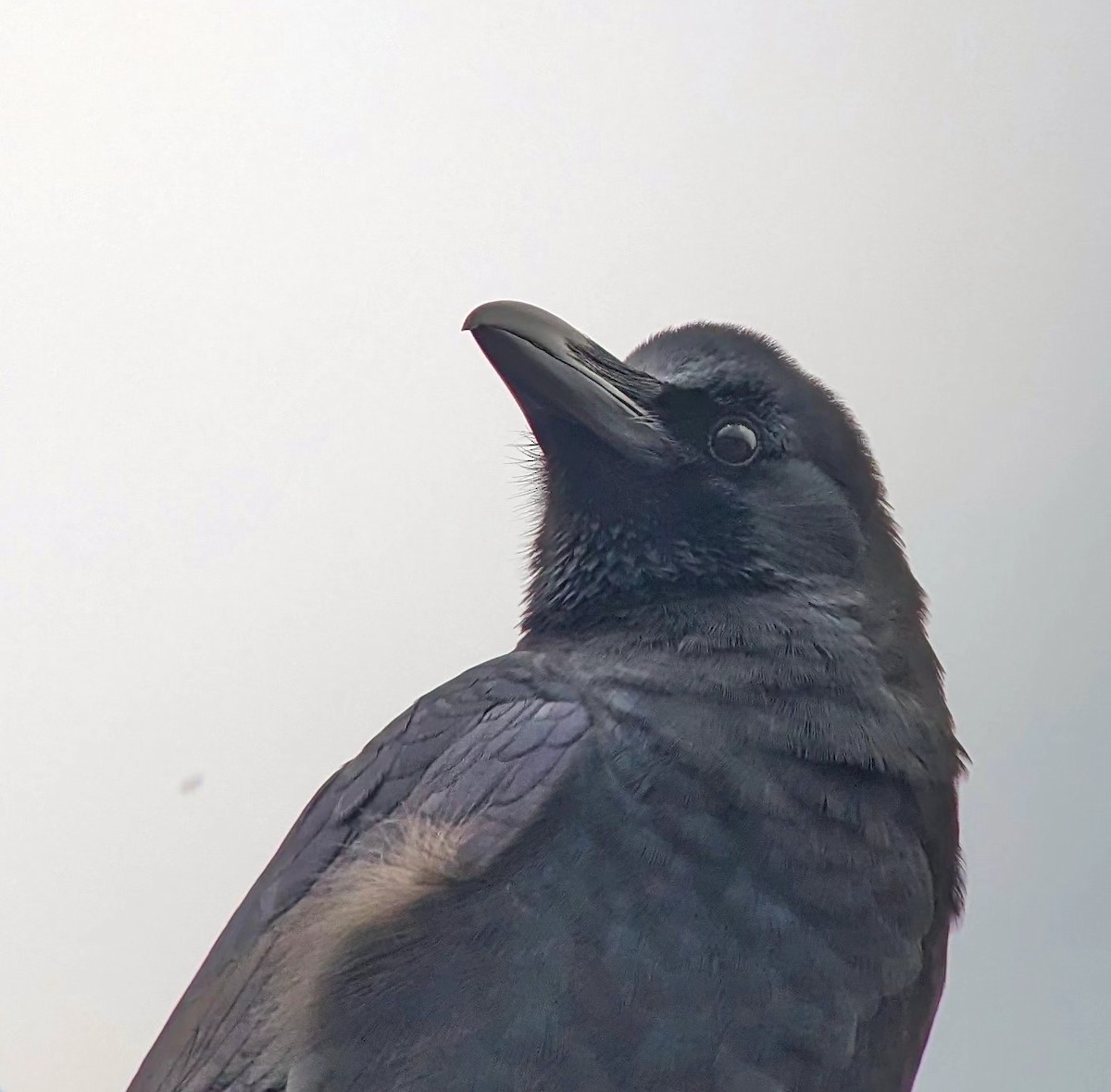 Large-billed Crow (Large-billed) - ML612406331