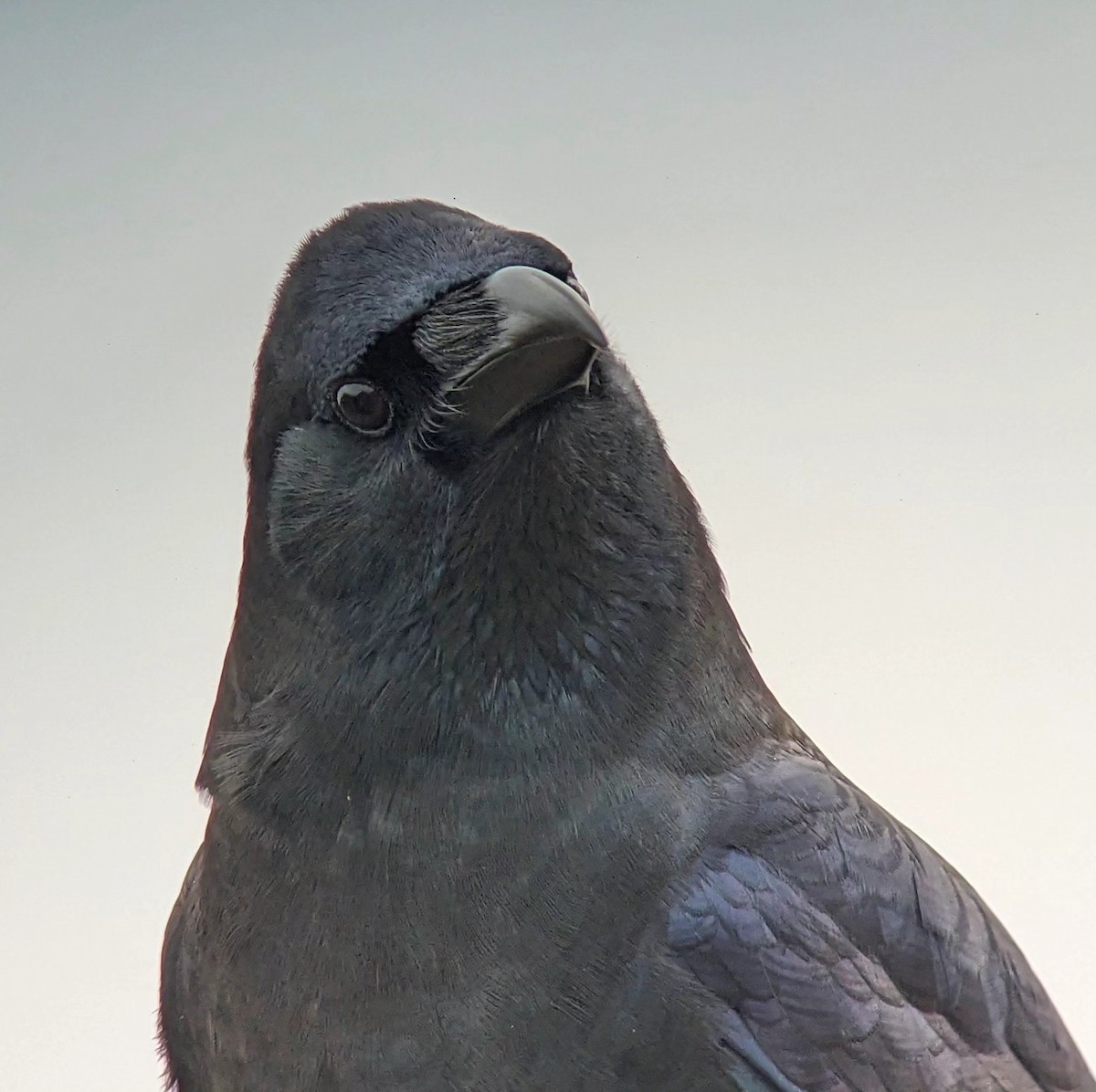 Large-billed Crow (Large-billed) - ML612406332