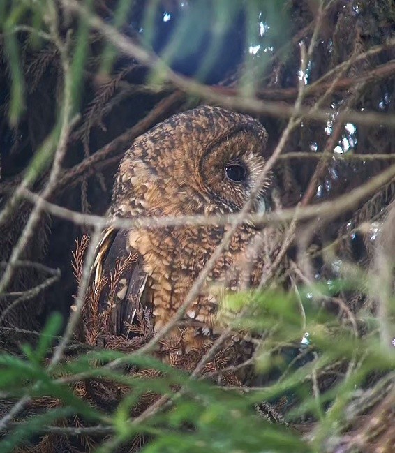 Himalayan Owl - ML612406358