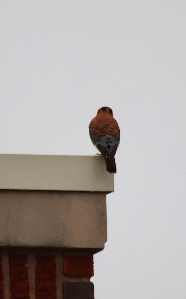 American Kestrel - ML612406383