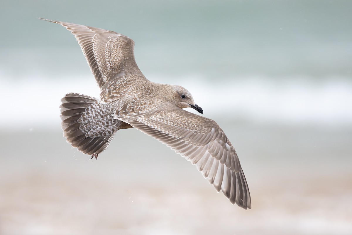 Iceland Gull (Thayer's) - ML612406431
