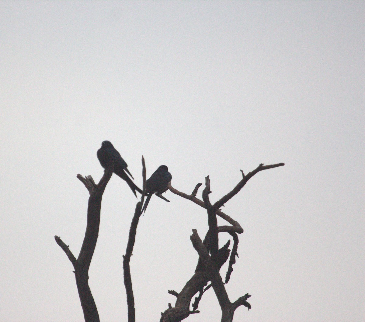 Black Drongo - ML612406545