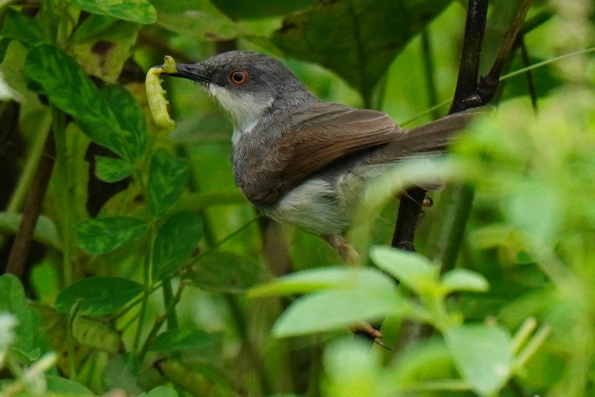 Gray-breasted Prinia - ML612406550