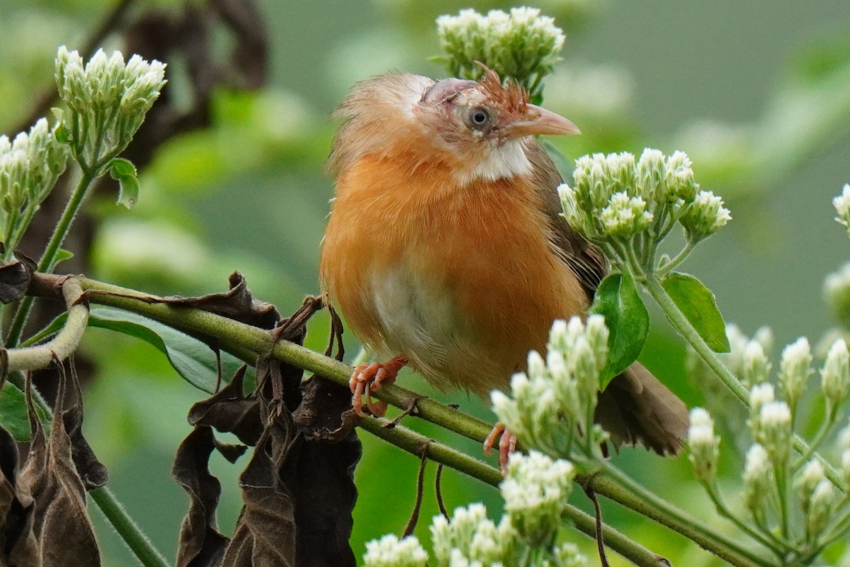 Tawny-bellied Babbler - ML612406567