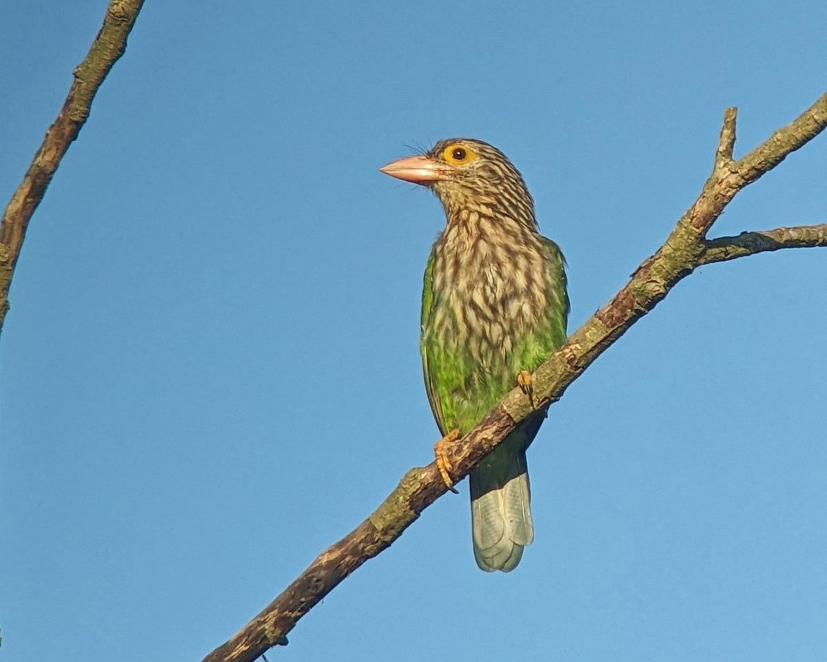 Lineated Barbet - ML612406579