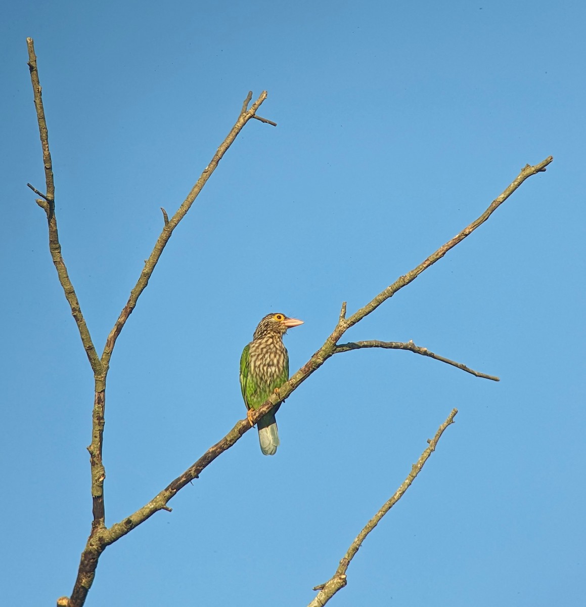 Lineated Barbet - ML612406580