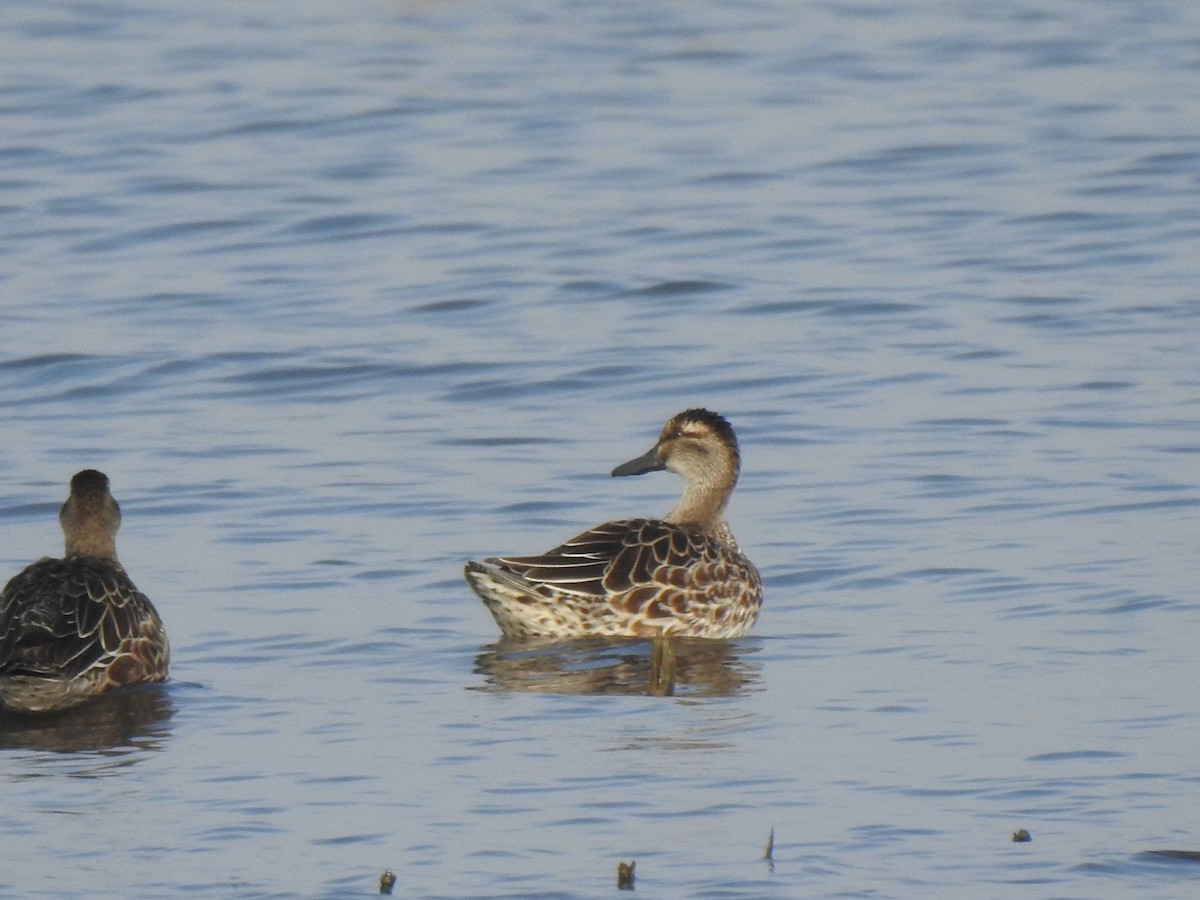 Garganey - ML612406595