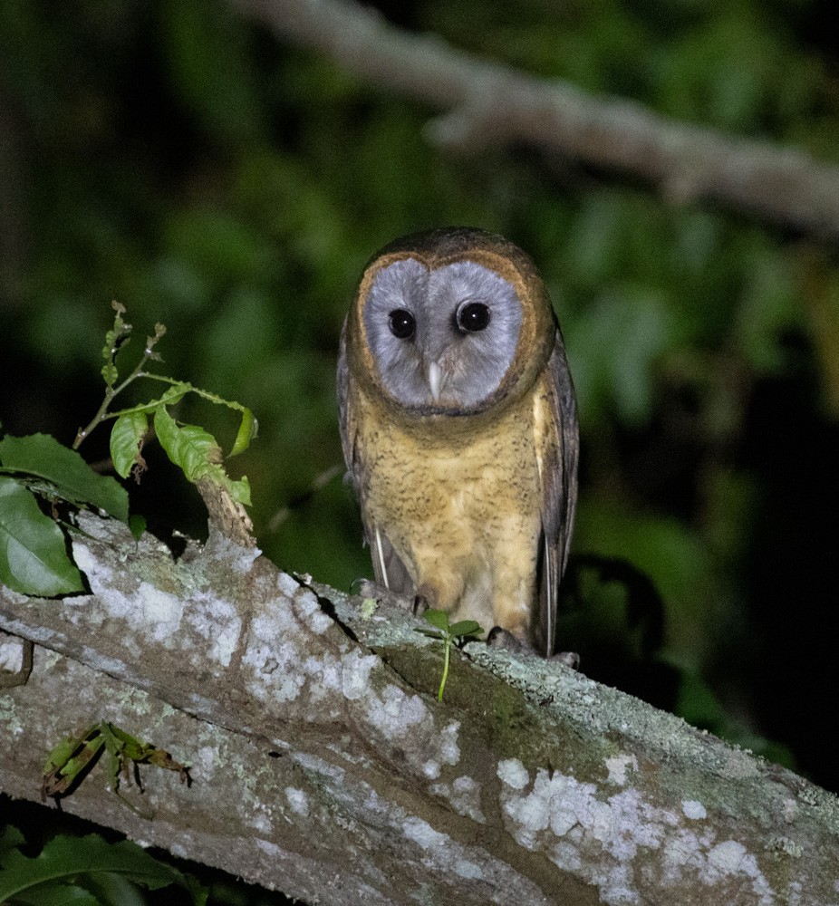 Ashy-faced Owl - ML612406604