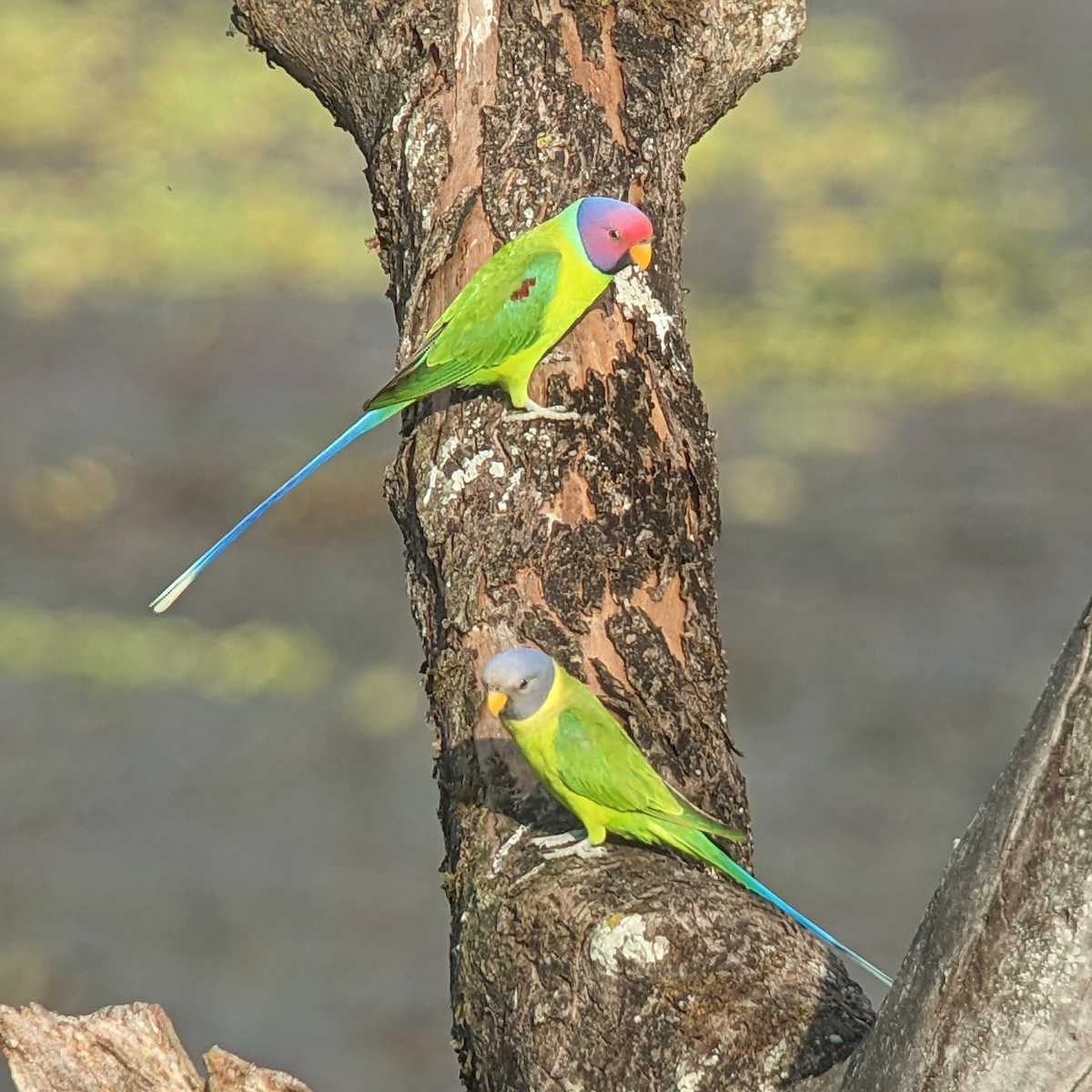 Plum-headed Parakeet - ML612406623