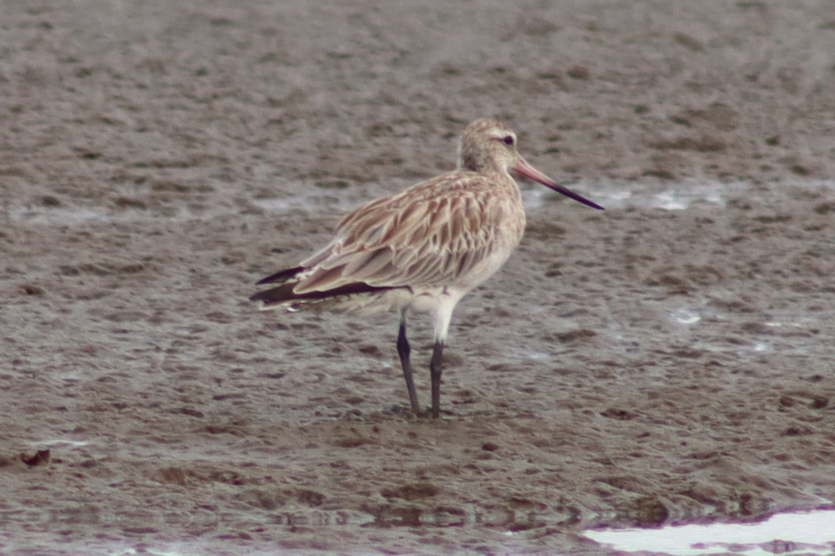 Bar-tailed Godwit - ML612406634