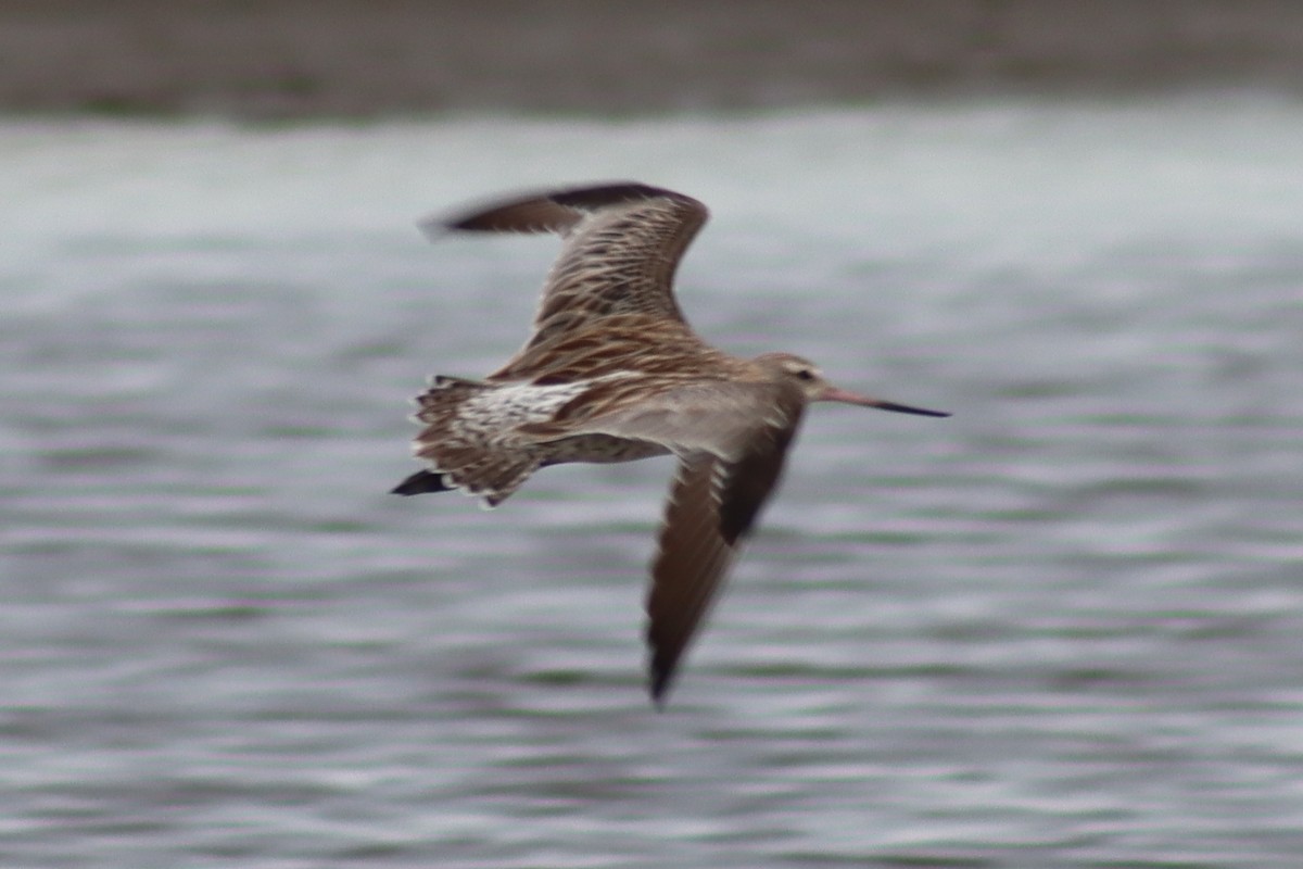 Bar-tailed Godwit - ML612406635