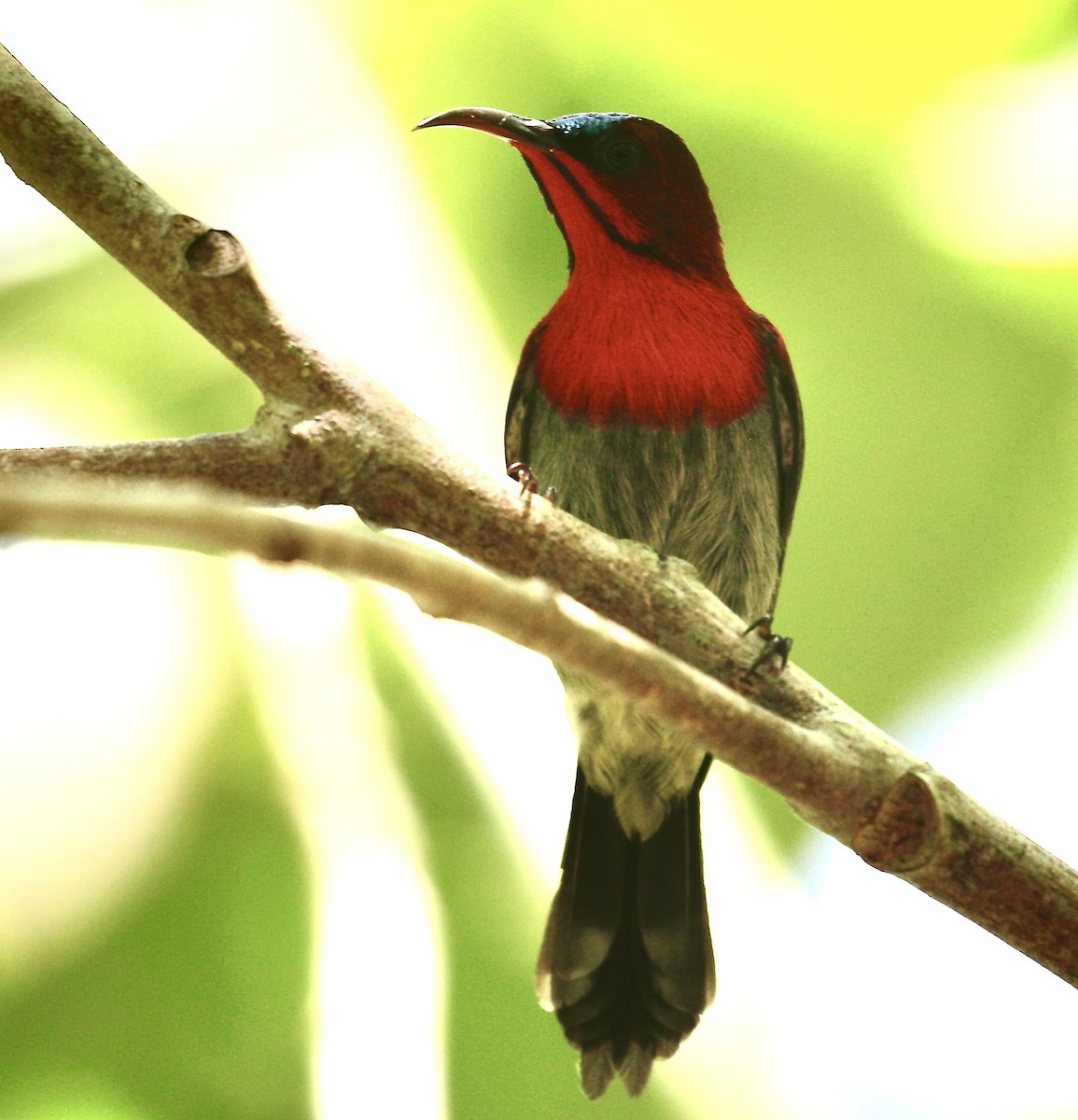 Crimson Sunbird - ML612406649