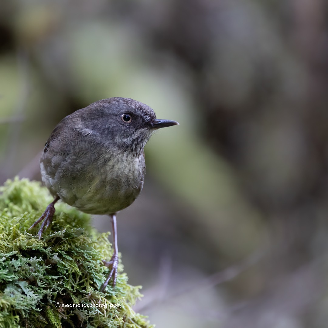 Tasmanian Scrubwren - ML612406738