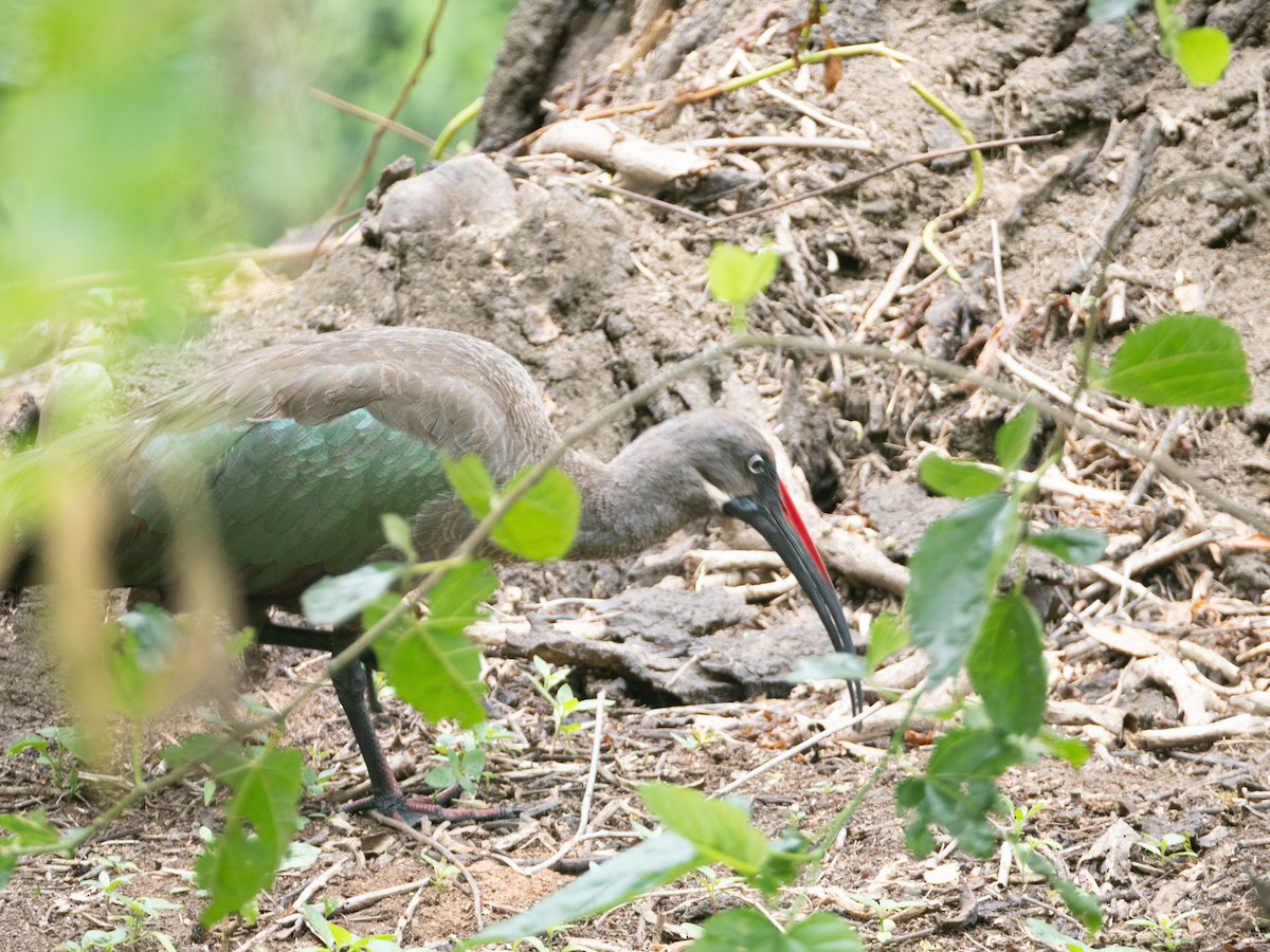 Hadada Ibis - ML612406844