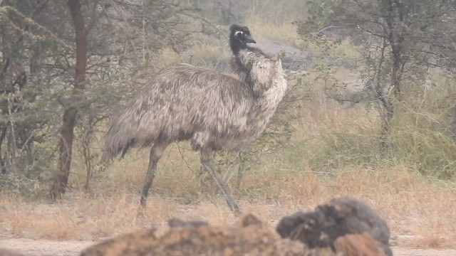 emu hnědý - ML612406888