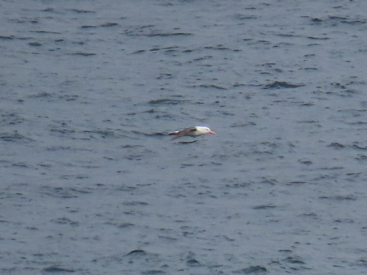 Black-browed Albatross - ML612406992