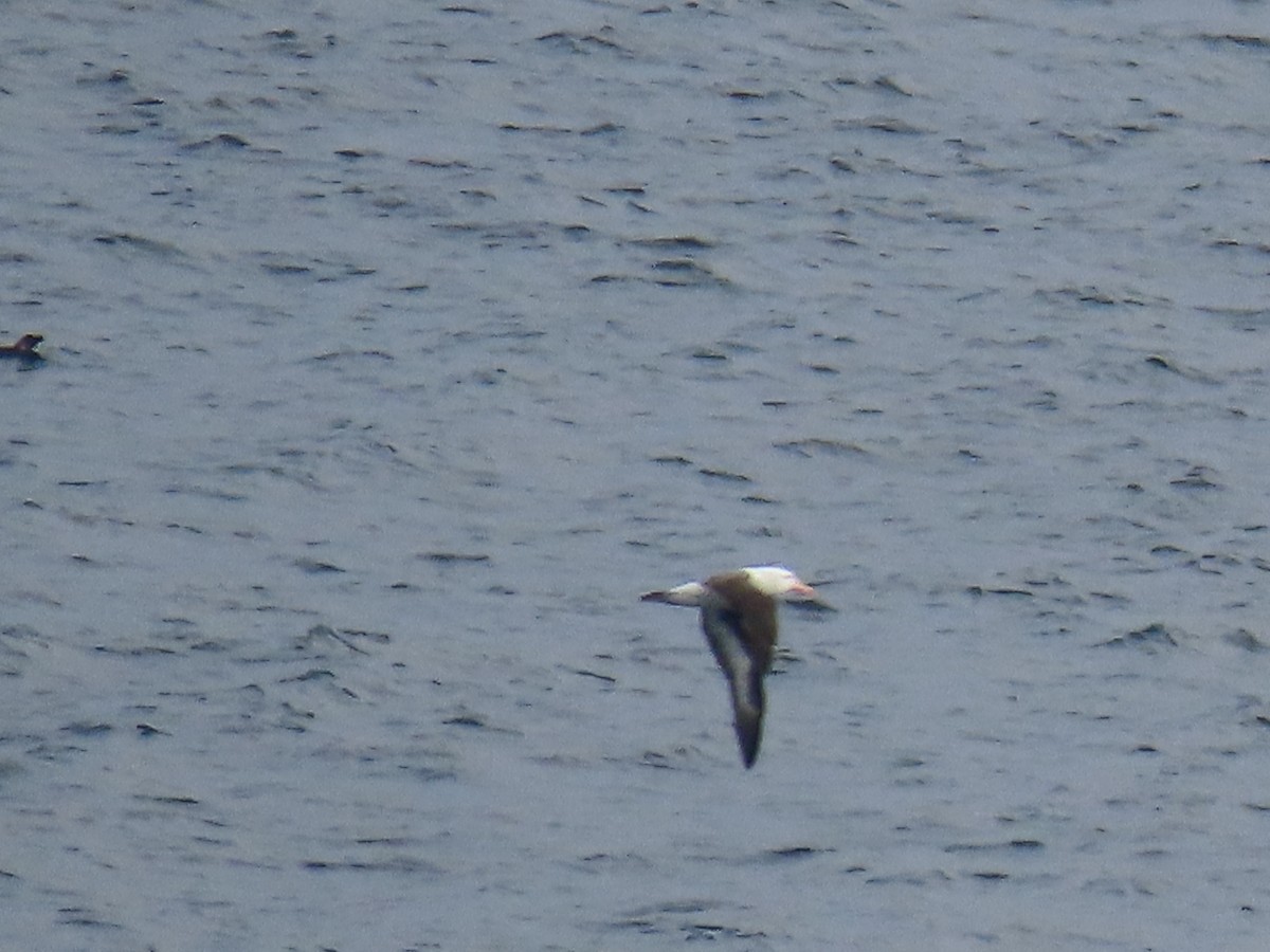 Black-browed Albatross - ML612406996