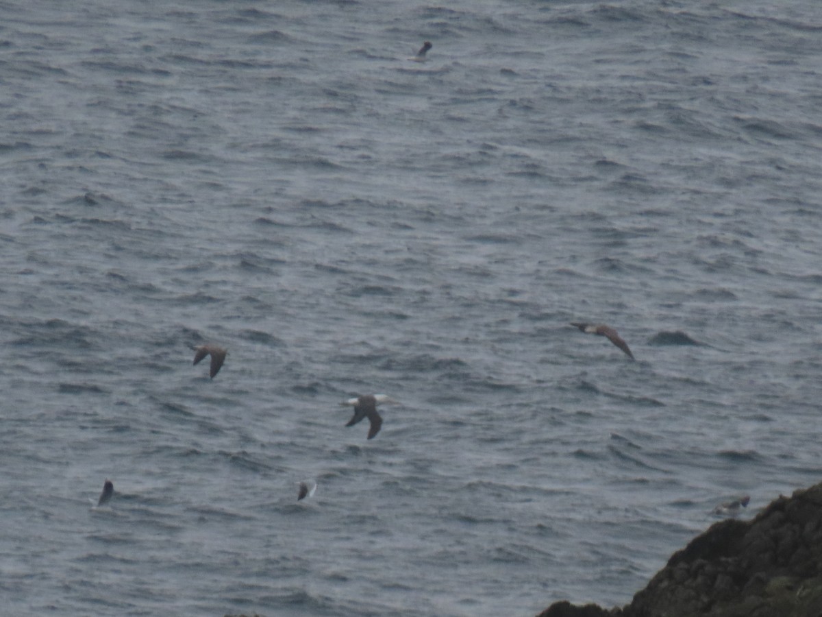 Black-browed Albatross - ML612406999