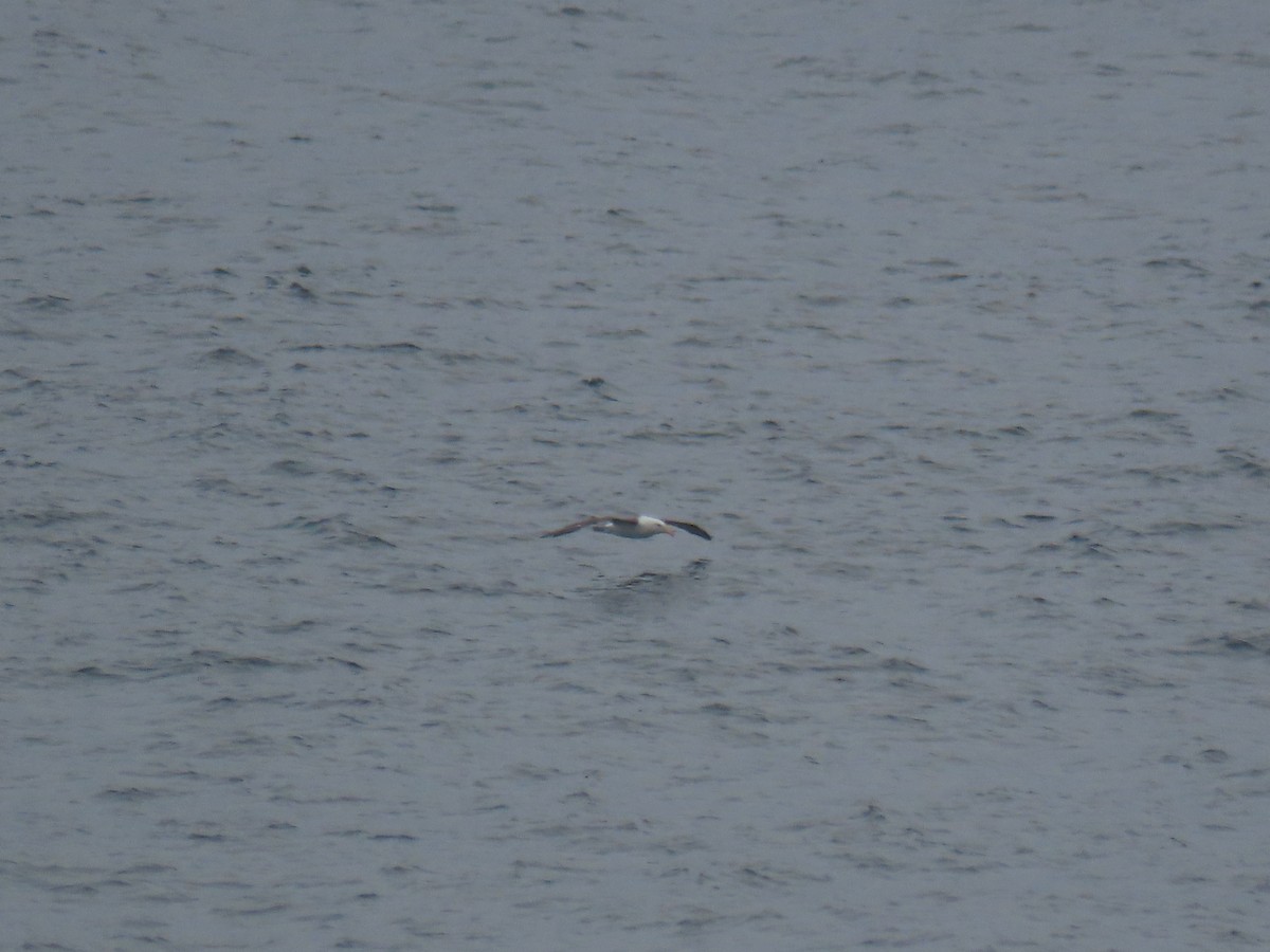 Black-browed Albatross - ML612407000