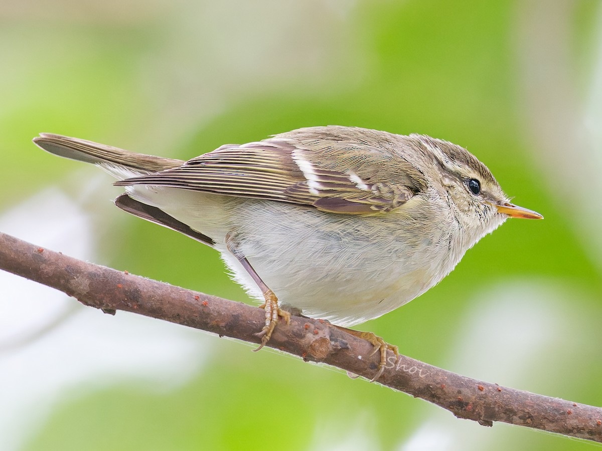 Yellow-browed Warbler - Dolors Yong